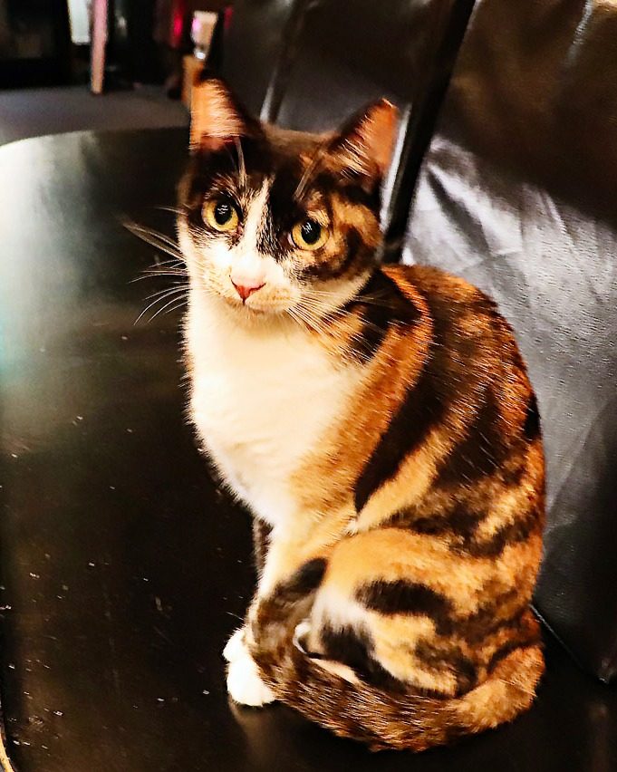 One of the bar cats, sitting on a table
